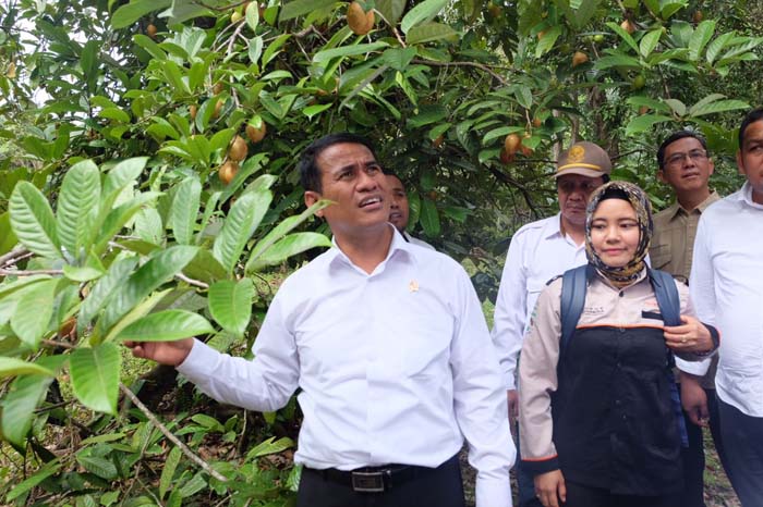 Mentan Sesalkan Potensi Kelapa dan Pala di Konawe Kepulauan Terbengkalai